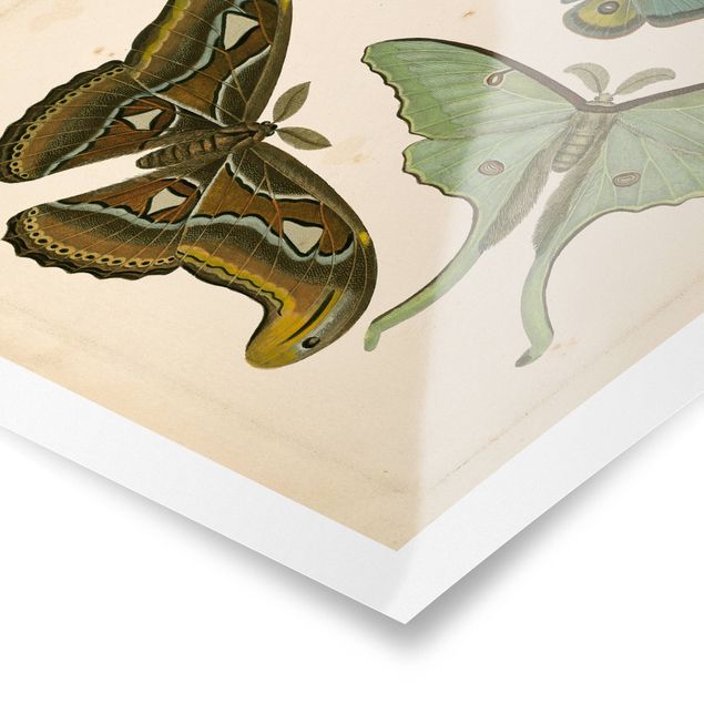 Tableau marron moderne Illustration vintage Papillons Exotiques II