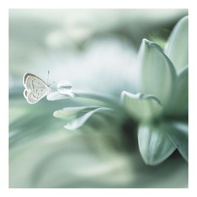 Fond de hotte - Butterfly And Dew Drops In Pastel Green
