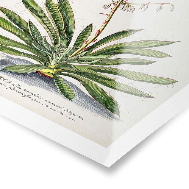 Tableaux verts Illustration vintage Botanique Yucca