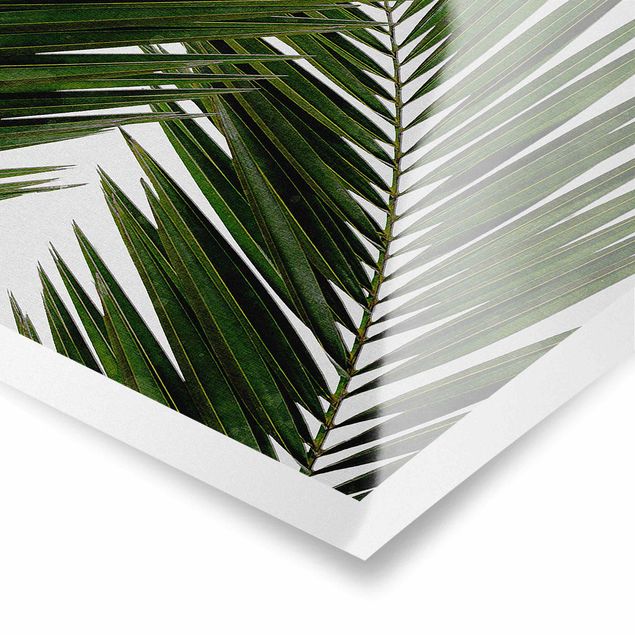 Tableaux verts Vue à travers des feuilles de palmier vertes