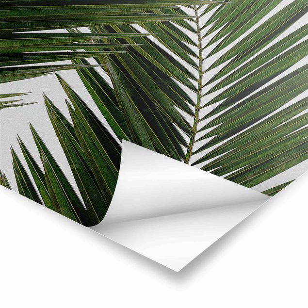 Tableaux Vue à travers des feuilles de palmier vertes
