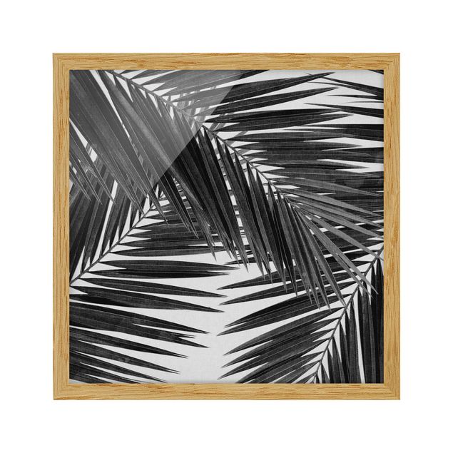 Affiches encadrées noir et blanc Vue sur des feuilles de palmier noir et blanc