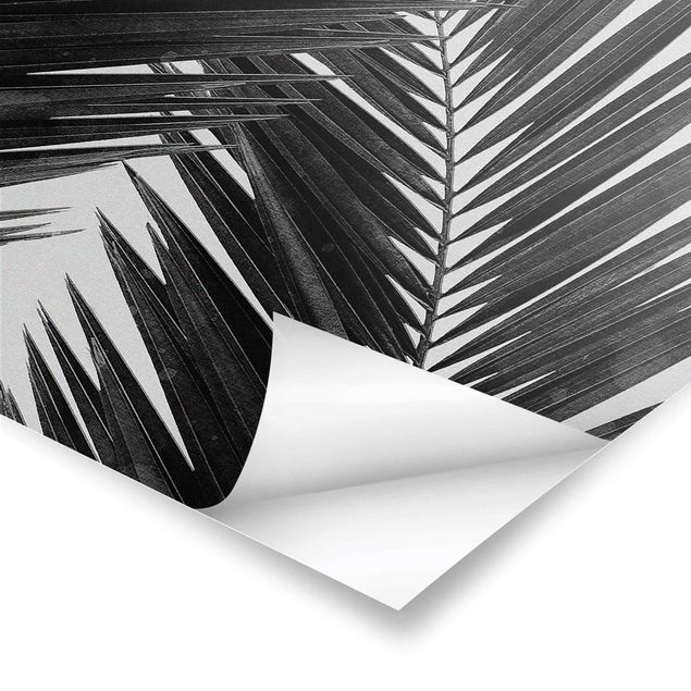 Tableau décoration Vue sur des feuilles de palmier noir et blanc