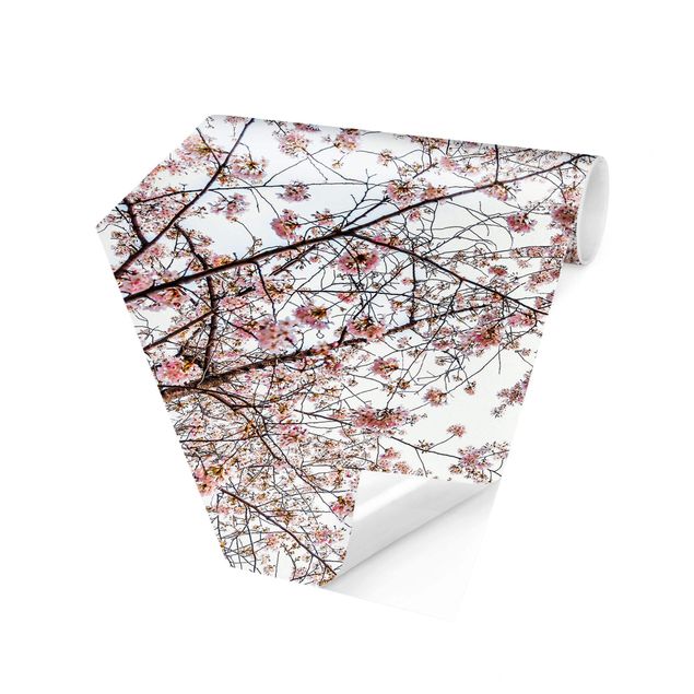 Papiers peints rose Glance Upon Blossoming Cherry Branches
