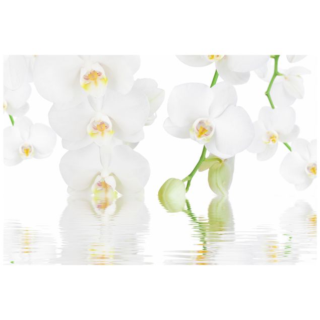 Sticker fenêtre fleurs Spa Orchid - Orchidée blanche