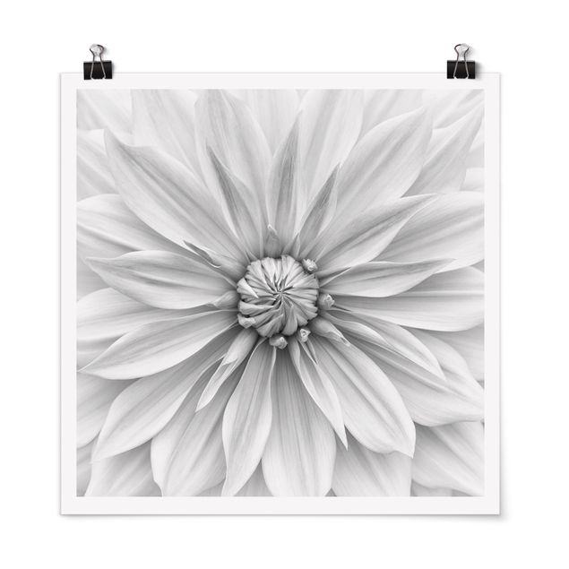 Posters en noir et blanc Fleurs Botaniques En Blanc