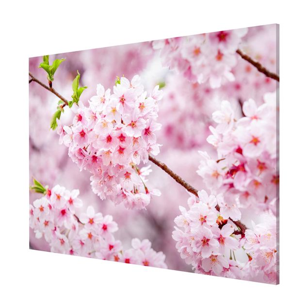 Tableaux magnétiques avec fleurs Japanese Cherry Blossoms