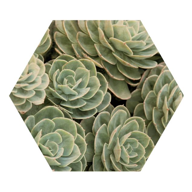 Hexagone en bois - Green Succulents