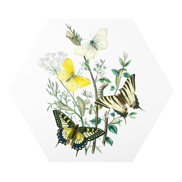 Tableau animaux Papillons britanniques III
