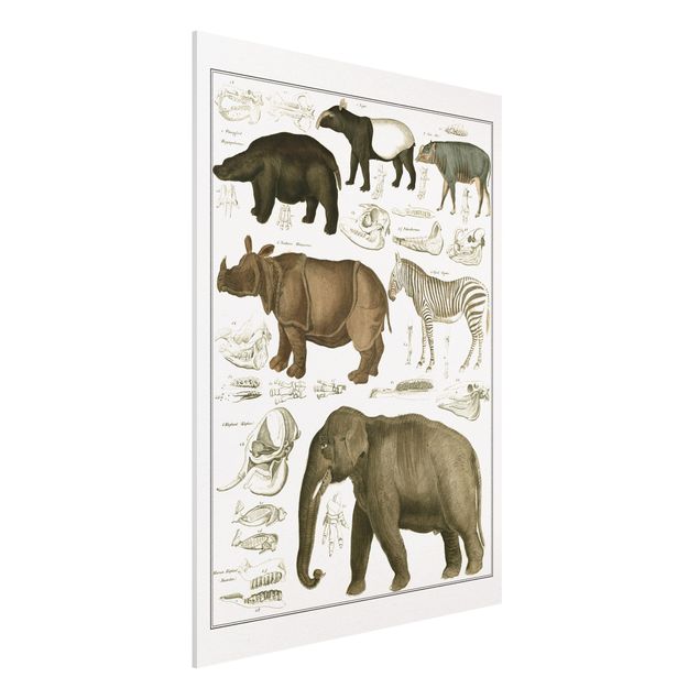 Déco murale cuisine Tableau Botanique éléphant, zèbre et rhino
