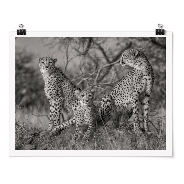Cadre animaux Trois guépards