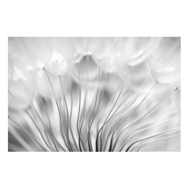 Tableaux magnétiques avec fleurs Magnifique pissenlit en noir et blanc