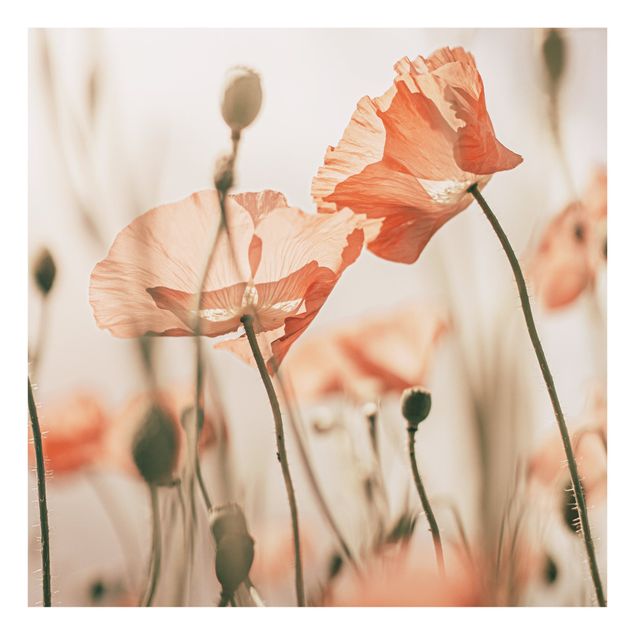 Fonds de hotte - Poppy Flowers In Summer Breeze - Carré 1:1