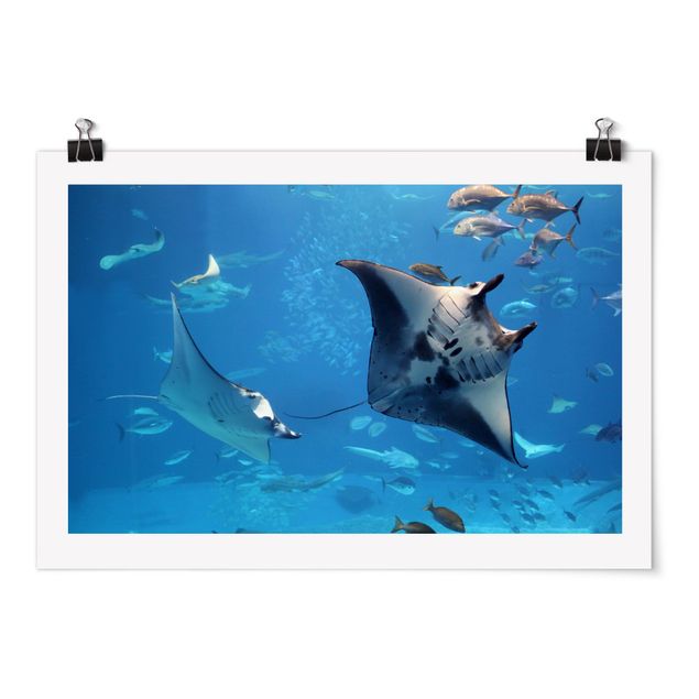 Tableaux animaux Manta Ray