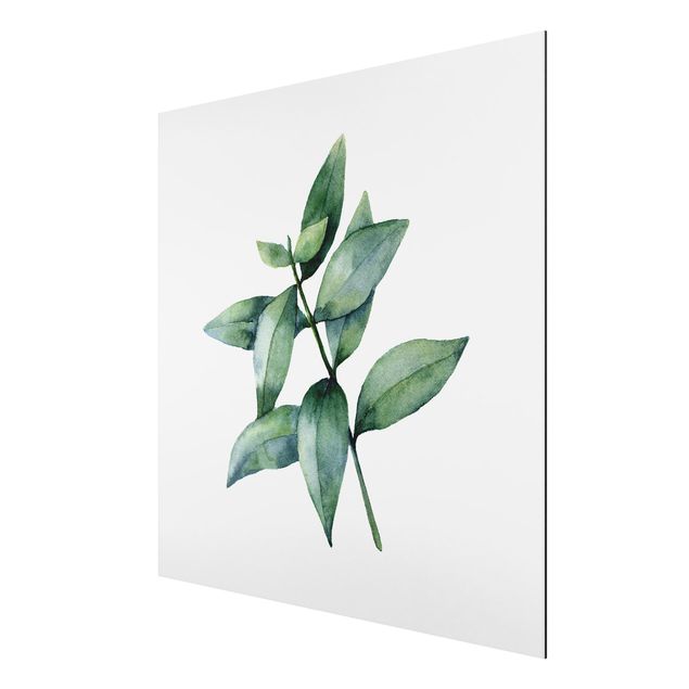 tableaux floraux Eucalyptus Aquarelle lll