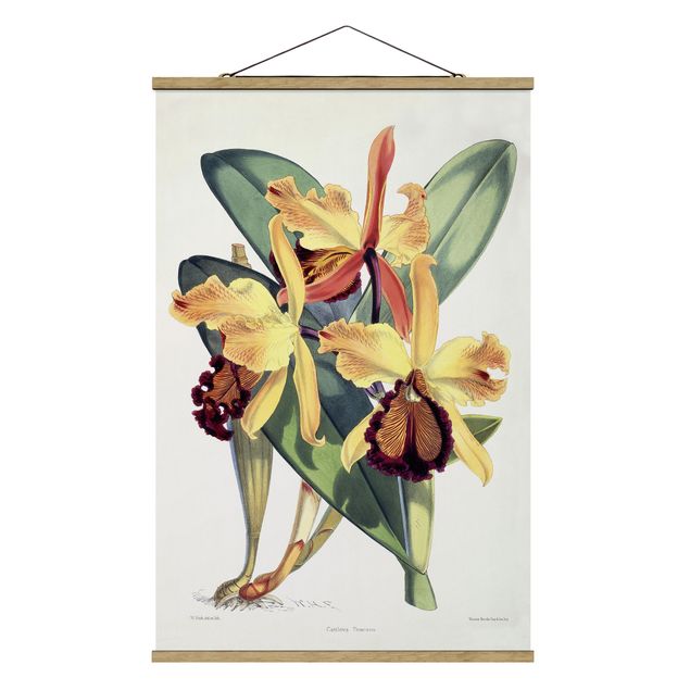 Tableau fleurs Walter Hood Fitch - Orchidée
