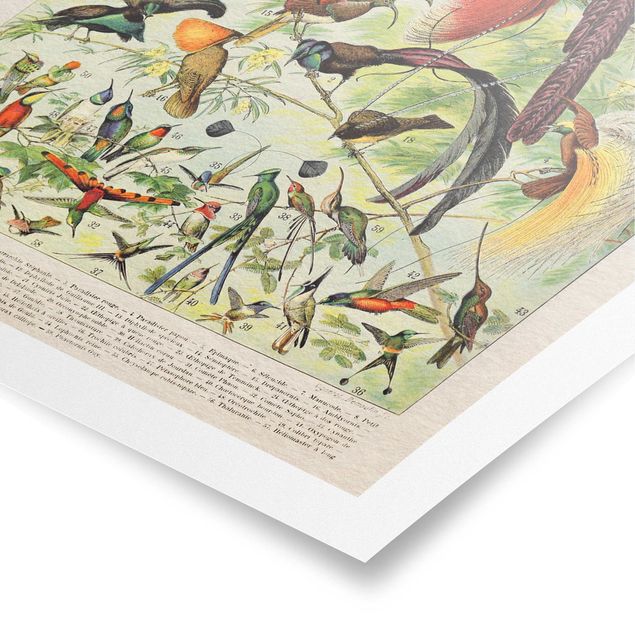 Tableaux multicolore Tableau Vintage Oiseaux du Paradis