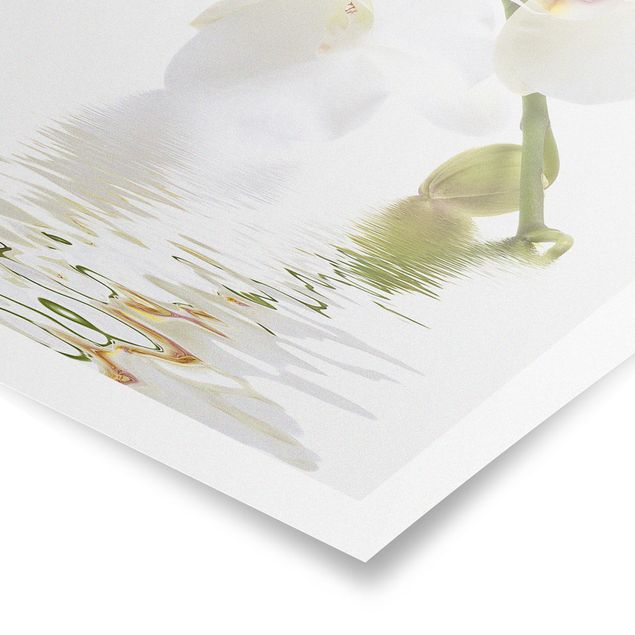 Posters fleurs Eaux de l'Orchidée Blanche