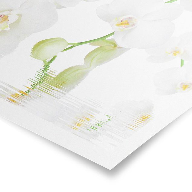 Poster mural fleurs Spa Orchid - Orchidée blanche