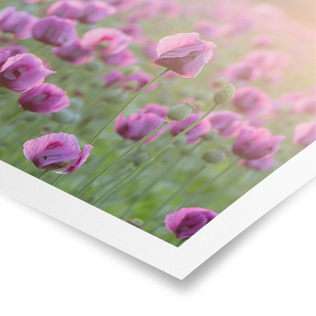 Posters fleurs Prairie de coquelicots violets au printemps
