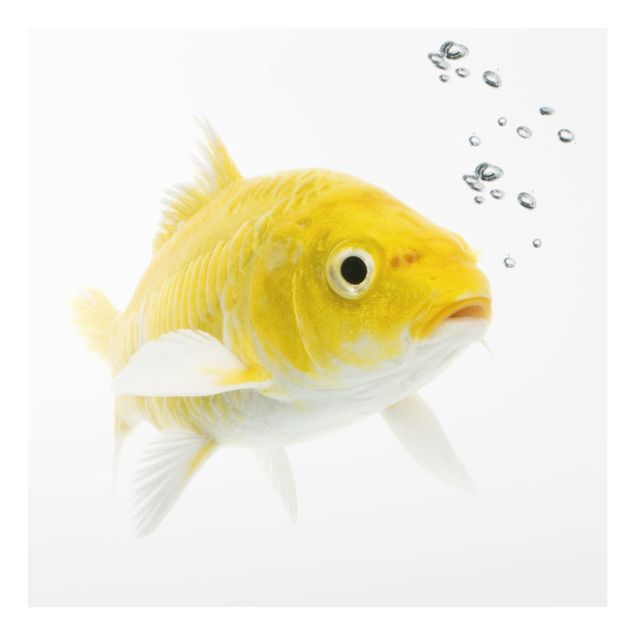 Fond de hotte - Goldfish Yellow