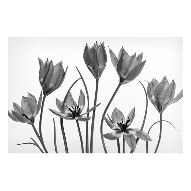 Tableaux magnétiques avec fleurs Seven Tulips Black And White