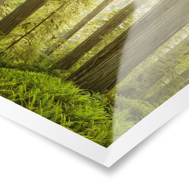 Poster nature paysage Vue de la forêt du Redwood State Park