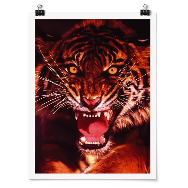 Cadre animaux Tigre sauvage
