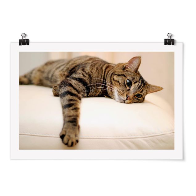 Tableaux animaux Chat Chill Out