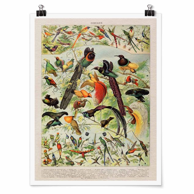 Affiche rétro Tableau Vintage Oiseaux du Paradis