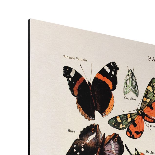 Tableau retro Tableau Vintage Papillons et phalènes