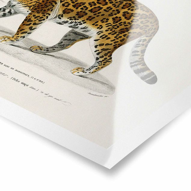 Affiche rétro Tableau Botanique Jaguar