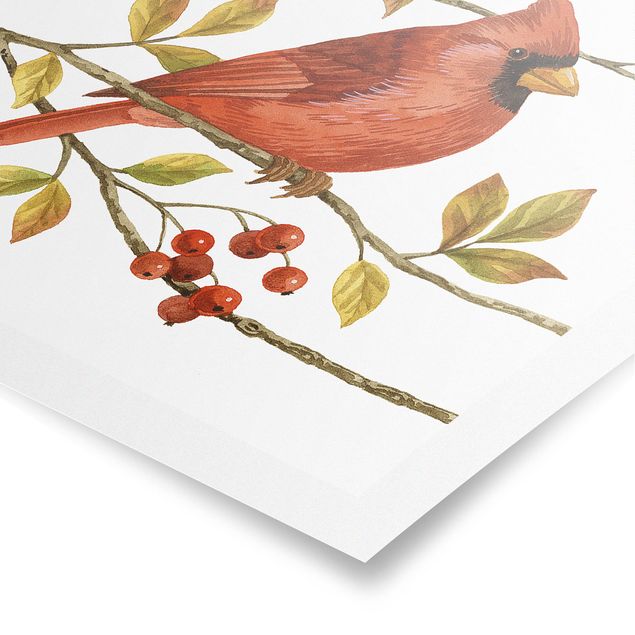 Tableaux vintage Oiseaux et baies - Cardinal du Nord