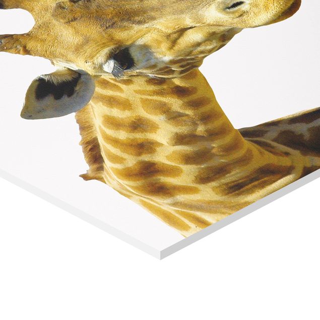 Hexagone en forex - No.21 Prying Giraffe