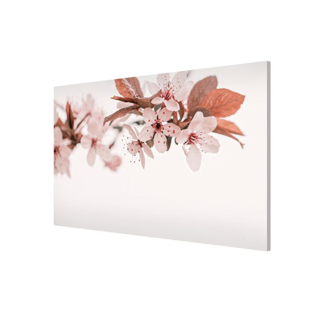 Tableaux modernes Délicates fleurs de cerisier sur une brindille