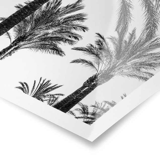 Tableaux noir et blanc Palmiers au coucher du soleil noir et blanc