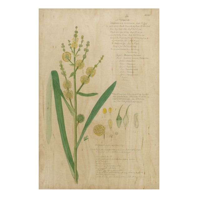 Tableaux en bois avec fleurs Dessin botanique vintage Herbes IV