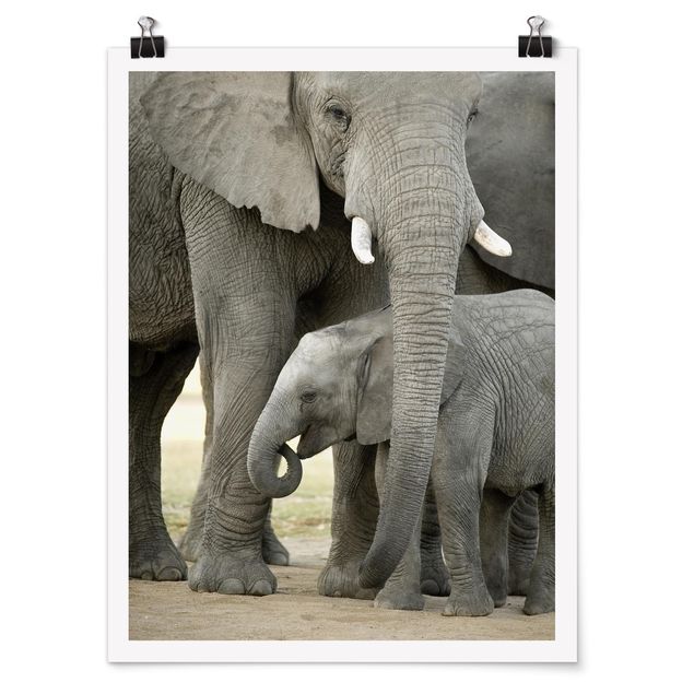 Tableaux animaux Elephant Love