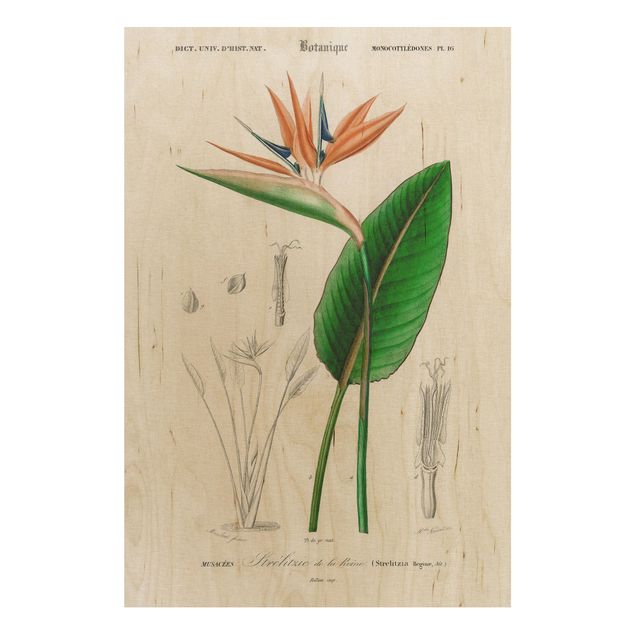 Tableaux en bois avec fleurs Illustration Botanique Vintage Plante Tropicale III