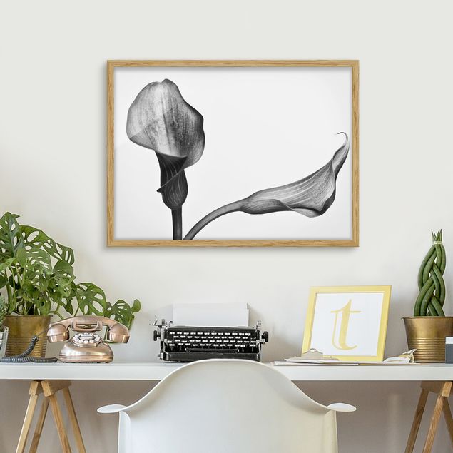 Affiches encadrées fleurs Gros plan de Calla Noir Et Blanc