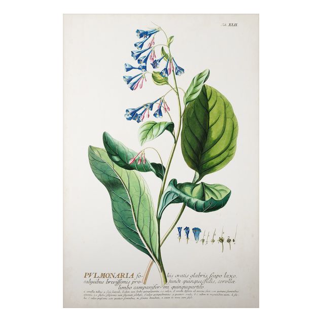 Tableau fleurs Illustration botanique vintage Pulmonaria