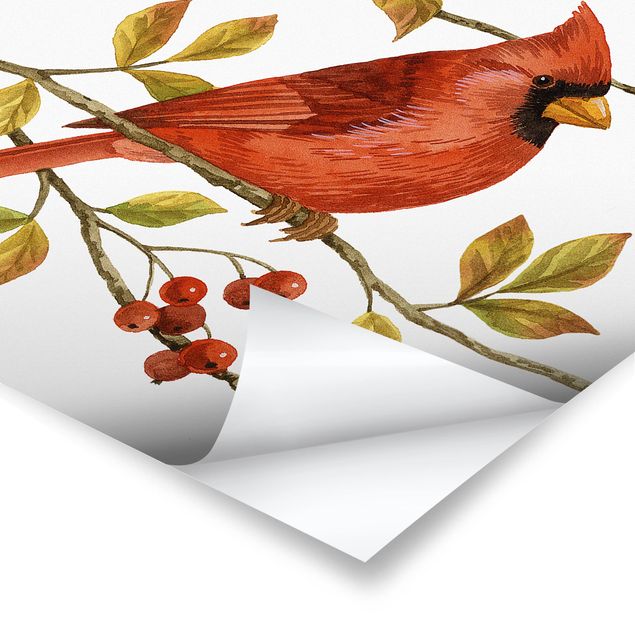 Posters Oiseaux et baies - Cardinal du Nord