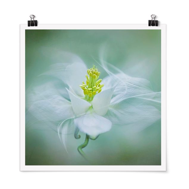 Tableau fleurs Aquilegia blanche