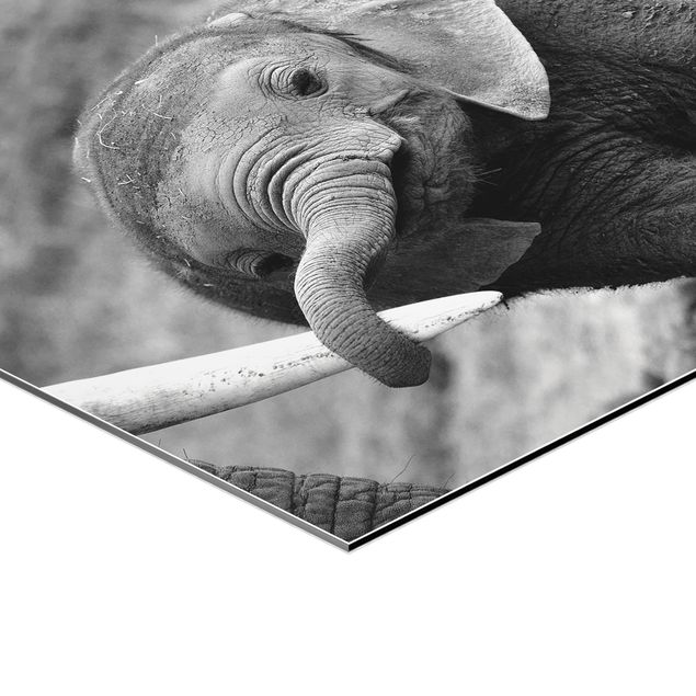 Hexagone en alu Dibond - Baby Elephant