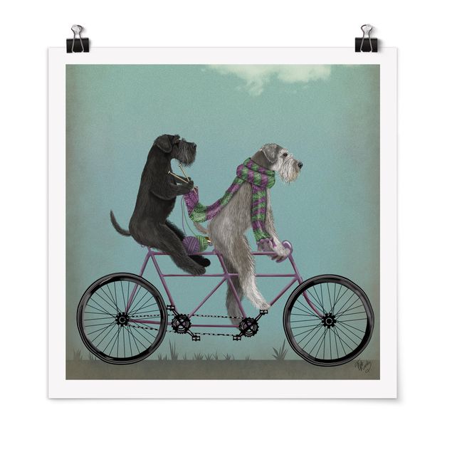 Tableau chien Cyclisme - Tandem Schnauzer