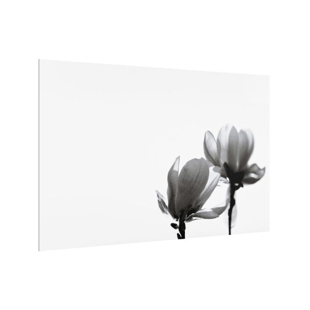 Fond de hotte verre Herald du Printemps Magnolia Noir Et Blanc