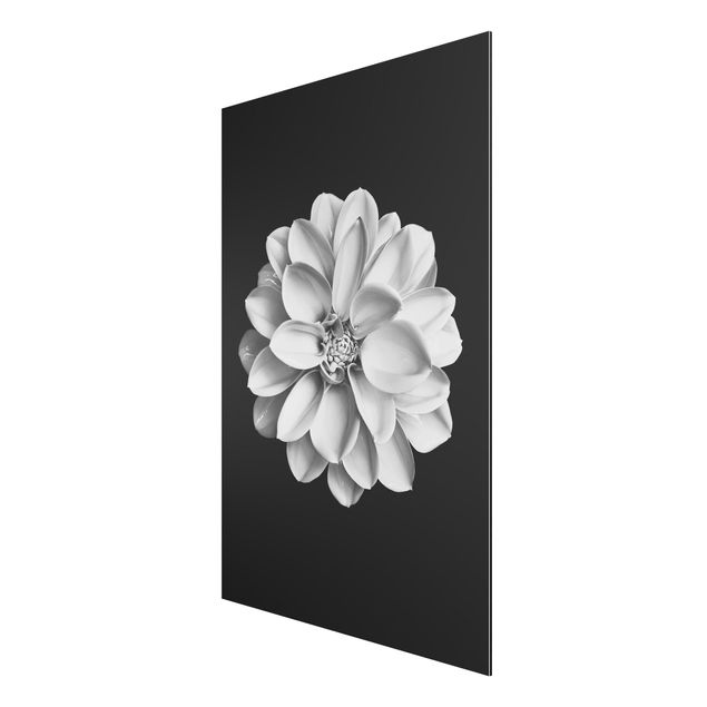 Tableaux fleurs Dahlia Noir et Blanc