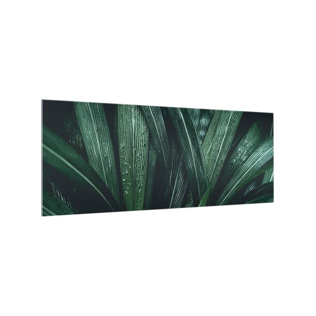 Fond de hotte verre Feuilles de palmier vertes