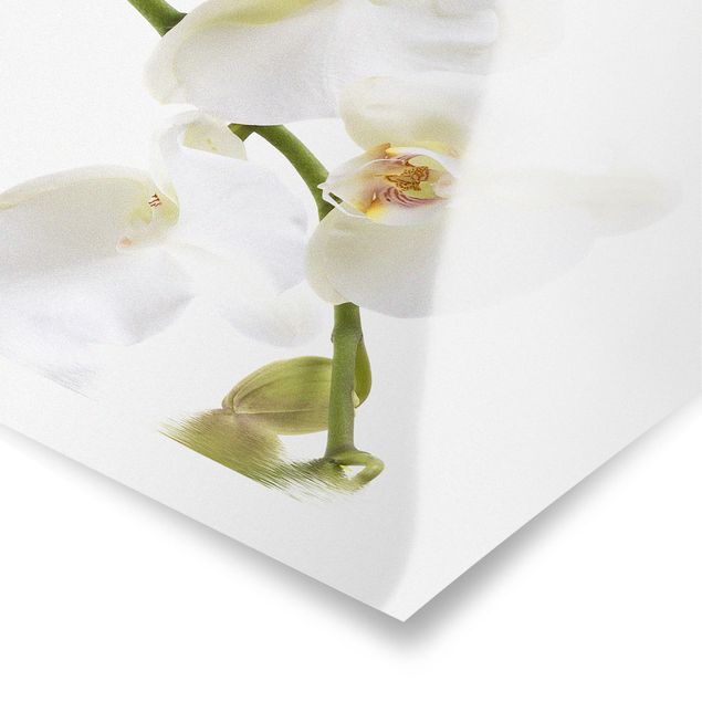 Posters fleurs Eaux de l'Orchidée Blanche