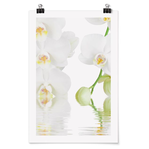 Tableau fleurs Spa Orchid - Orchidée blanche